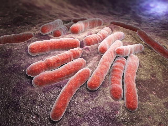 Naučnici: Kombinacija tri antibiotika ubija ešerihiju koli